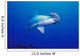 Close-Up Scalloped Hammerhead Shark Wall Mural