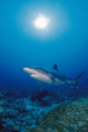 Thailand, Silvertip Shark Over Reef, Sunburst Wall Mural