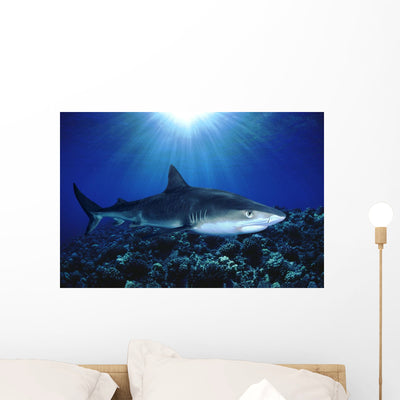 Hawaii Tiger Shark over Wall Mural shown on a wall