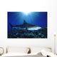 Hawaii, Tiger Shark Over Reef, Sunburst Wall Mural