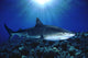 Hawaii, Tiger Shark Over Reef, Sunburst Wall Mural