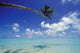 French Polynesia, Bora Bora, Palm Tree Over Turquoise Water Shadows Wall Mural