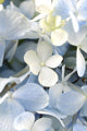 Light blue hydrangea Wall Mural