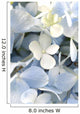 Light blue hydrangea Wall Mural