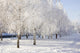 winter birch trees alley Wall Mural