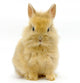 Small  rabbit Wall Decal