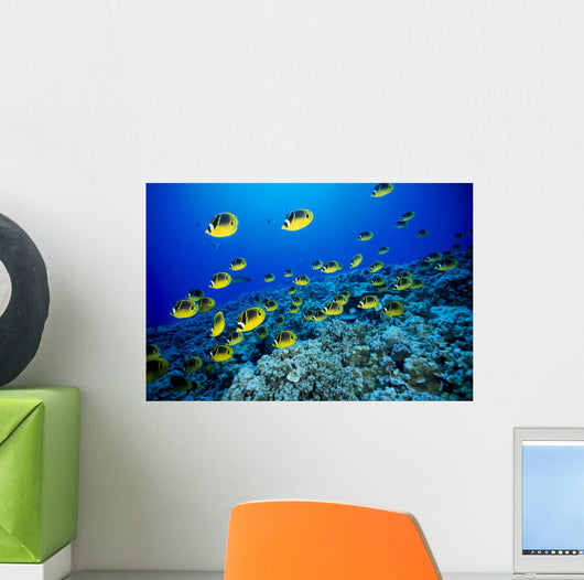 Schooling Raccoon Butterflyfish Over Reef Wall Mural