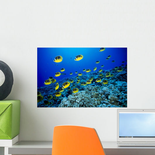 Schooling Raccoon Butterflyfish Over Reef Wall Mural