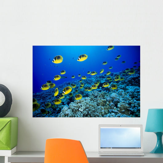 Schooling Raccoon Butterflyfish Over Reef Wall Mural