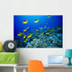 Schooling Raccoon Butterflyfish Over Reef Wall Mural