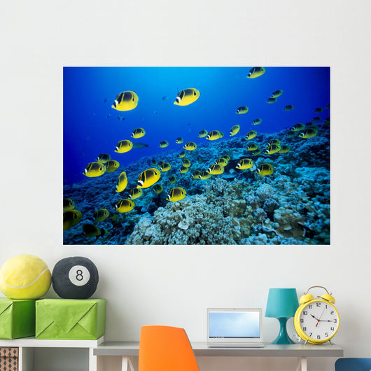 Schooling Raccoon Butterflyfish Over Reef Wall Mural