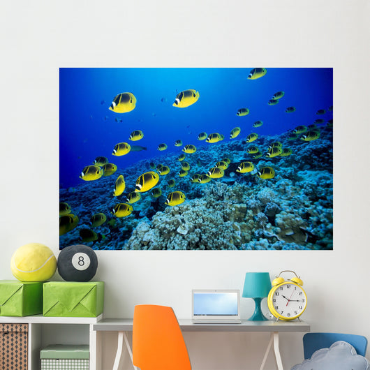 Schooling Raccoon Butterflyfish Over Reef Wall Mural