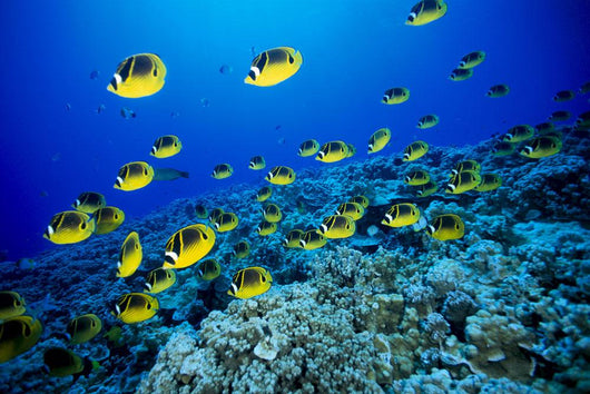 Schooling Raccoon Butterflyfish Over Reef Wall Mural