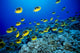 Schooling Raccoon Butterflyfish Over Reef Wall Mural
