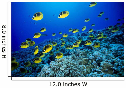 Schooling Raccoon Butterflyfish Over Reef Wall Mural