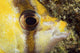 Milletseed Butterflyfish Close-Up Eye Detail Wall Mural