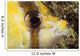 Milletseed Butterflyfish Close-Up Eye Detail Wall Mural
