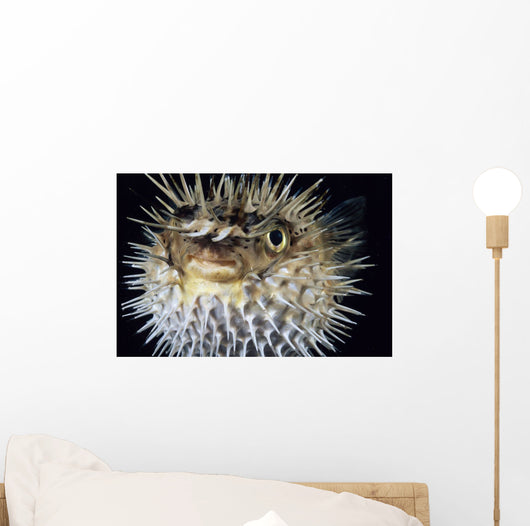 Hawaii, Spiny Puffer Close-Up With Mouth Open, Black Background Wall Mural