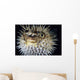 Hawaii, Spiny Puffer Close-Up With Mouth Open, Black Background Wall Mural