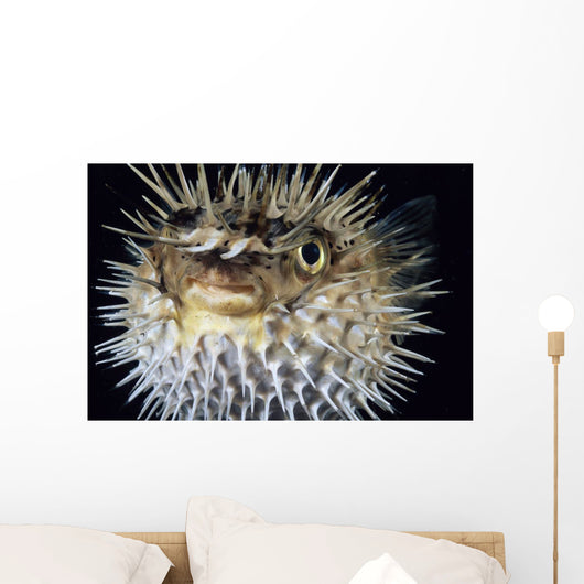 Hawaii, Spiny Puffer Close-Up With Mouth Open, Black Background Wall Mural