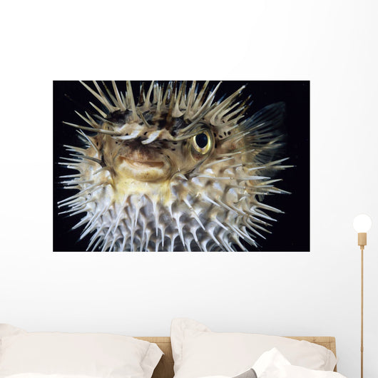 Hawaii, Spiny Puffer Close-Up With Mouth Open, Black Background Wall Mural