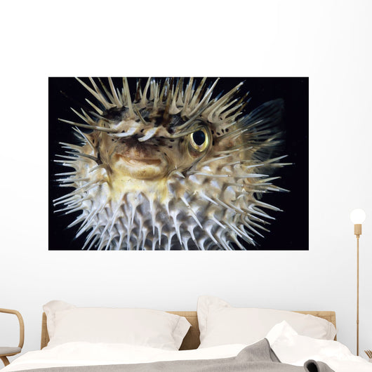 Hawaii, Spiny Puffer Close-Up With Mouth Open, Black Background Wall Mural