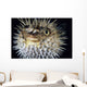 Hawaii, Spiny Puffer Close-Up With Mouth Open, Black Background Wall Mural