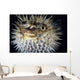 Hawaii, Spiny Puffer Close-Up With Mouth Open, Black Background Wall Mural