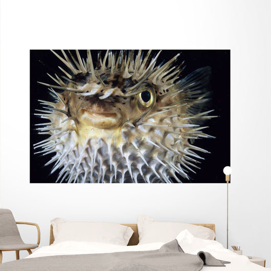 Hawaii, Spiny Puffer Close-Up With Mouth Open, Black Background Wall Mural