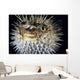 Hawaii, Spiny Puffer Close-Up With Mouth Open, Black Background Wall Mural