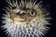 Hawaii, Spiny Puffer Close-Up With Mouth Open, Black Background Wall Mural