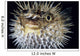 Hawaii, Spiny Puffer Close-Up With Mouth Open, Black Background Wall Mural