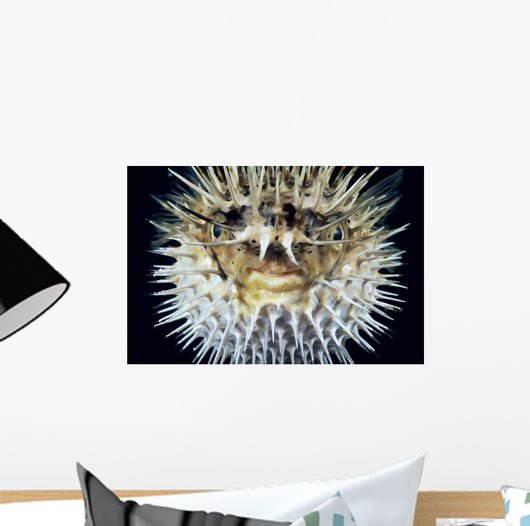 Hawaii, Front View Of Spiny Puffer Close-Up With Black Background Wall Mural