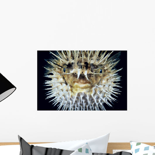 Hawaii, Front View Of Spiny Puffer Close-Up With Black Background Wall Mural