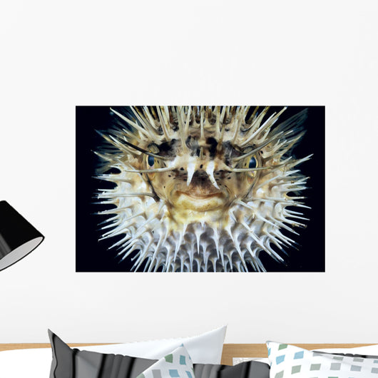 Hawaii, Front View Of Spiny Puffer Close-Up With Black Background Wall Mural