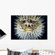 Hawaii, Front View Of Spiny Puffer Close-Up With Black Background Wall Mural