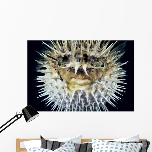 Hawaii, Front View Of Spiny Puffer Close-Up With Black Background Wall Mural