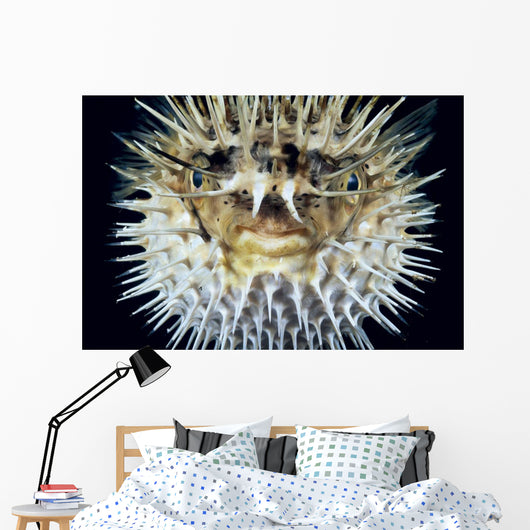 Hawaii, Front View Of Spiny Puffer Close-Up With Black Background Wall Mural