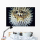 Hawaii, Front View Of Spiny Puffer Close-Up With Black Background Wall Mural