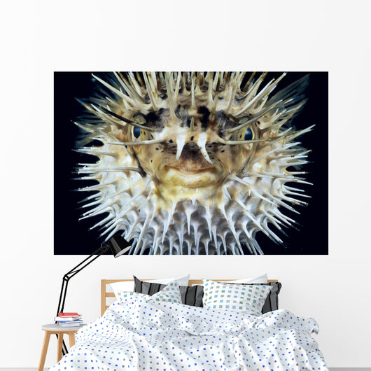 Hawaii, Front View Of Spiny Puffer Close-Up With Black Background Wall Mural