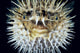 Hawaii, Front View Of Spiny Puffer Close-Up With Black Background Wall Mural