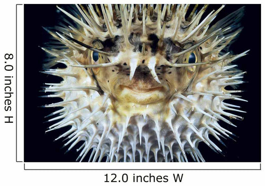 Hawaii, Front View Of Spiny Puffer Close-Up With Black Background Wall Mural