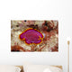 Hawaii, Maui, Close-Up Of Flatworm Top View Wall Mural