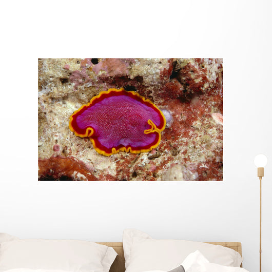 Hawaii, Maui, Close-Up Of Flatworm Top View Wall Mural