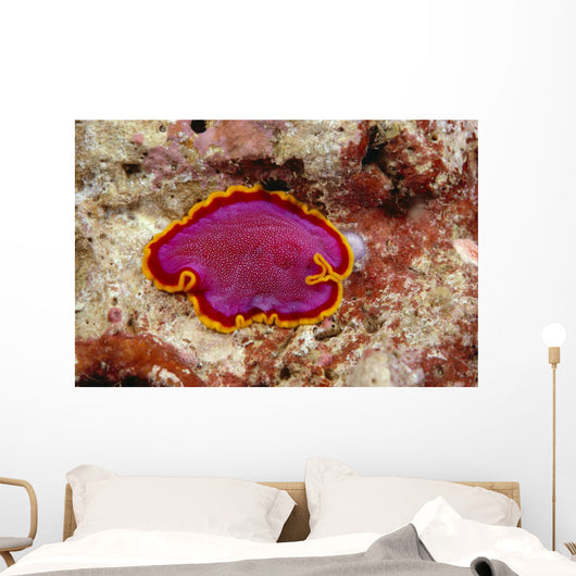 Hawaii, Maui, Close-Up Of Flatworm Top View Wall Mural