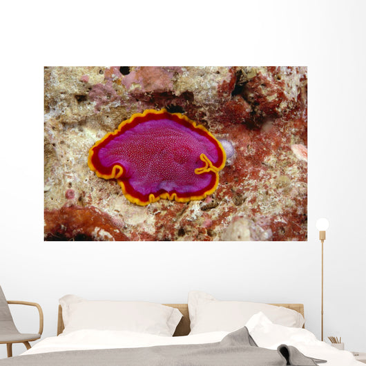 Hawaii, Maui, Close-Up Of Flatworm Top View Wall Mural