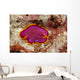 Hawaii, Maui, Close-Up Of Flatworm Top View Wall Mural