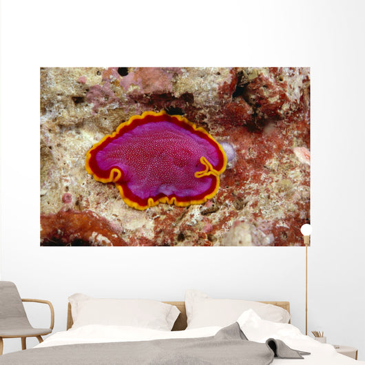 Hawaii, Maui, Close-Up Of Flatworm Top View Wall Mural