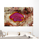 Hawaii, Maui, Close-Up Of Flatworm Top View Wall Mural