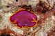 Hawaii, Maui, Close-Up Of Flatworm Top View Wall Mural